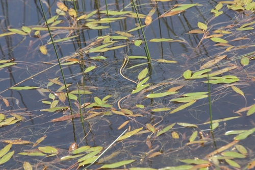 iNaturalist observation photo of Diablo Range Garter Snake