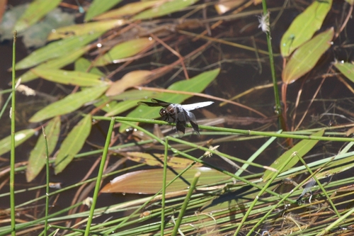 iNaturalist observation photo of Common Whitetail