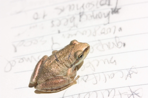 iNaturalist observation photo of Pacific chorus frog