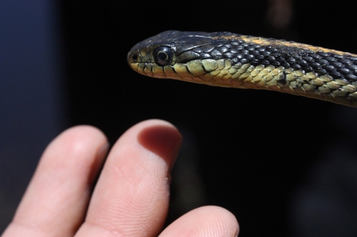 iNaturalist observation photo of Diablo Range Garter Snake