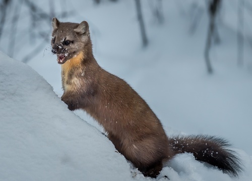 Pacific Marten