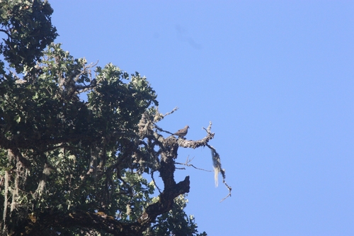 iNaturalist observation photo of Mourning Dove
