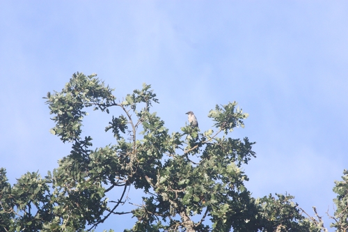 iNaturalist observation photo of California Scrub-Jay