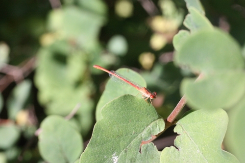 iNaturalist observation photo of Desert Firetail