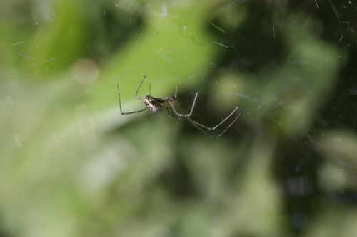 iNaturalist observation photo of Neriene