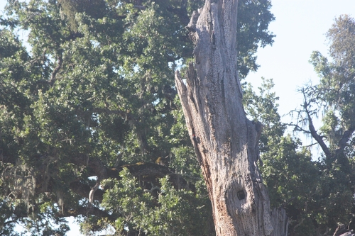 iNaturalist observation photo of Acorn Woodpecker