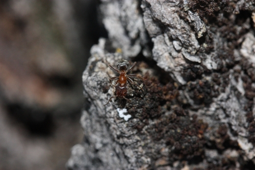 iNaturalist observation photo of Western Velvety Tree Ant