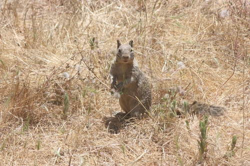 iNaturalist observation photo of California Ground Squirrel