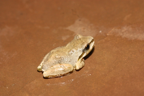 iNaturalist observation photo of Pacific chorus frog