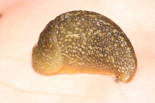 iNaturalist observation photo of Yellow Cellar Slug