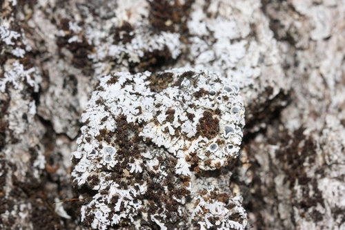 iNaturalist observation photo of Fancy Frost Lichen