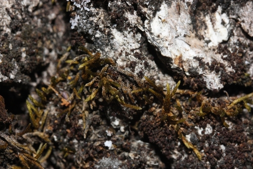 iNaturalist observation photo of Mosses