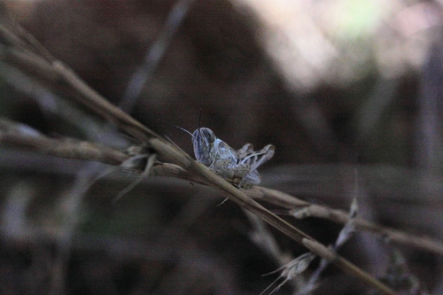 iNaturalist observation photo of Spur-throated Grasshoppers