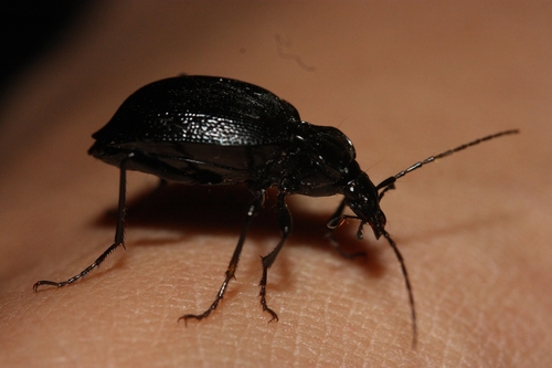 iNaturalist observation photo of Snail-eating Beetles