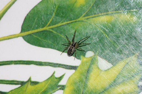 iNaturalist observation photo of Mexican Social Spiders