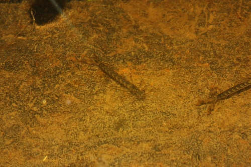 iNaturalist observation photo of Damselflies