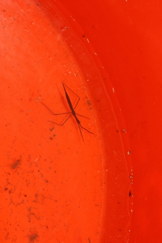 iNaturalist observation photo of Water Stick Insects