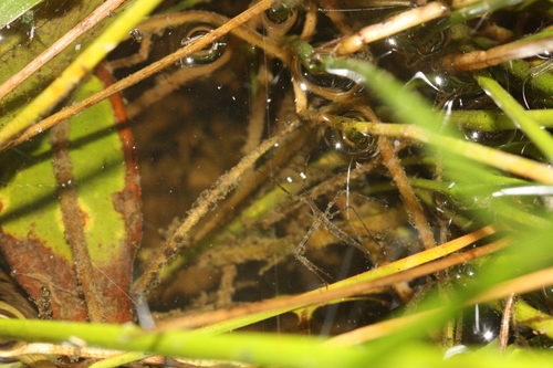 iNaturalist observation photo of Water Stick Insects