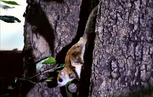 Indochinese Flying Squirrel (Hylopetes phayrei) — Least Concern Mammalia