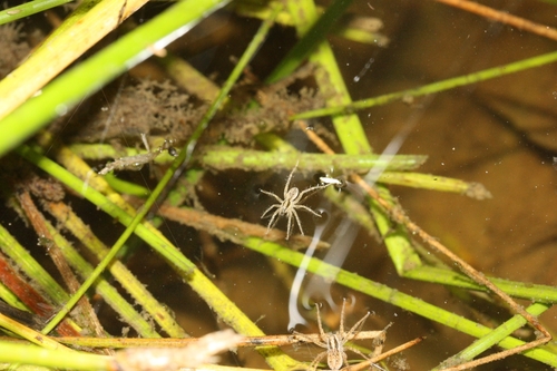 iNaturalist observation photo of Thin-legged Wolf Spiders