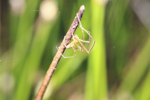 iNaturalist observation photo of Stretch Spiders