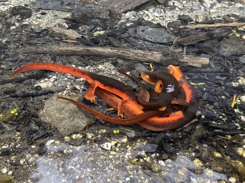 Sierra Newt
