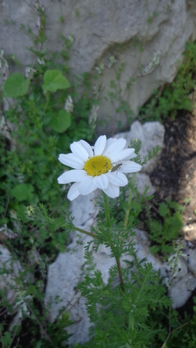 Anthemis pedunculata
