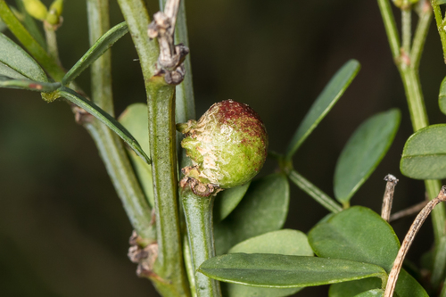 Asphondylia coronillae