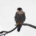 South American Peregrine Falcon - Photo (c) Esteban Poveda, all rights reserved, uploaded by Esteban Poveda