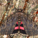 Darling Underwing - Photo (c) Michael King, all rights reserved, uploaded by Michael H. King