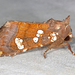 Umbellifer Borer Moth - Photo (c) Michael King, all rights reserved, uploaded by Michael King