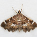 Hymenia perspectalis - Photo (c) Michael King, כל הזכויות שמורות, uploaded by Michael H. King