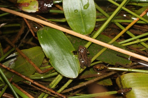 iNaturalist observation photo of Pacific chorus frog