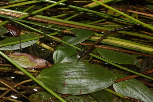 iNaturalist observation photo of Thin-legged Wolf Spiders
