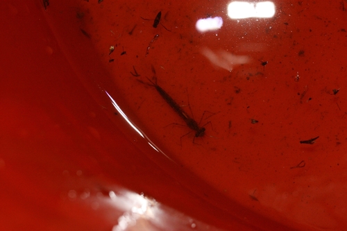 iNaturalist observation photo of Damselflies