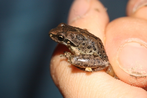 iNaturalist observation photo of Pacific chorus frog
