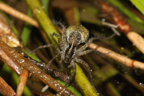 iNaturalist observation photo of Thin-legged Wolf Spiders