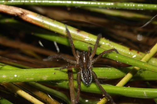 iNaturalist observation photo of pirate wolf spiders