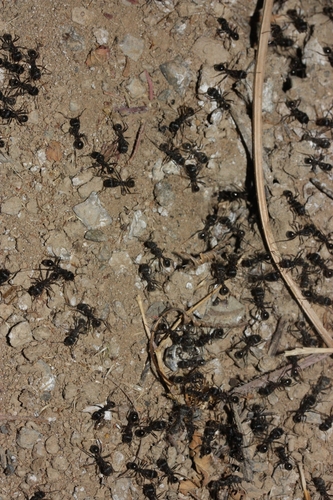iNaturalist observation photo of Andre's Harvester Ant