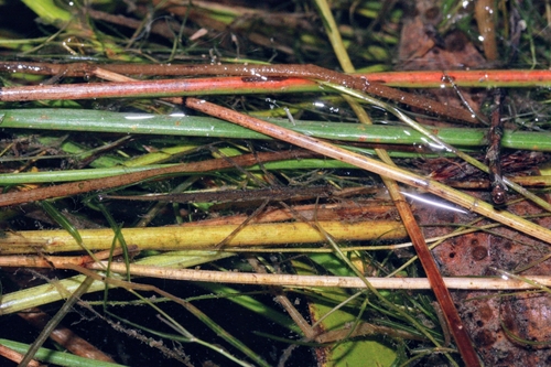 iNaturalist observation photo of Water Stick Insects