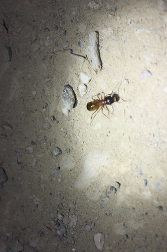 iNaturalist observation photo of Brick Carpenter Ant