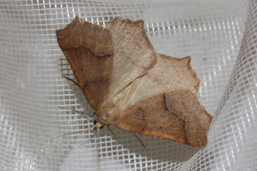 iNaturalist observation photo of Ennomini