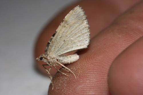 iNaturalist observation photo of Carpet Moths