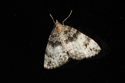 iNaturalist observation photo of Carpet Moths