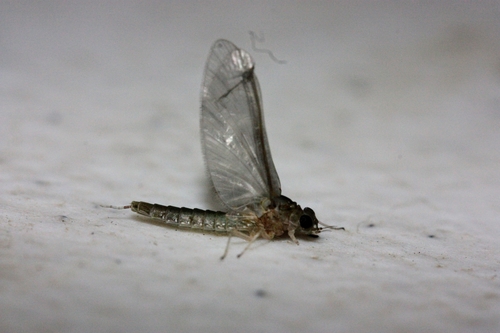 iNaturalist observation photo of Small Square-gilled Mayflies