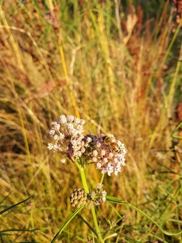iNaturalist observation photo of Western Honey Bee