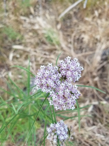 iNaturalist observation photo of narrowleaf milkweed