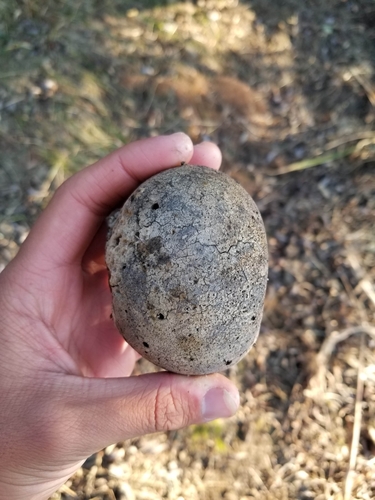 iNaturalist observation photo of California Gall Wasp