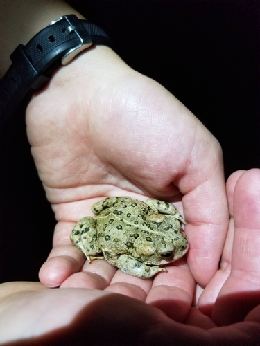 iNaturalist observation photo of Western Toad