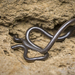 Merker's Thread Snake - Photo (c) Matthieu Berroneau, all rights reserved